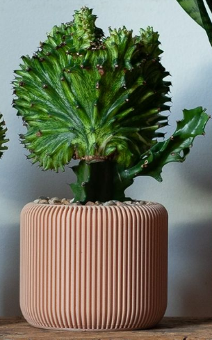 Reed Planter